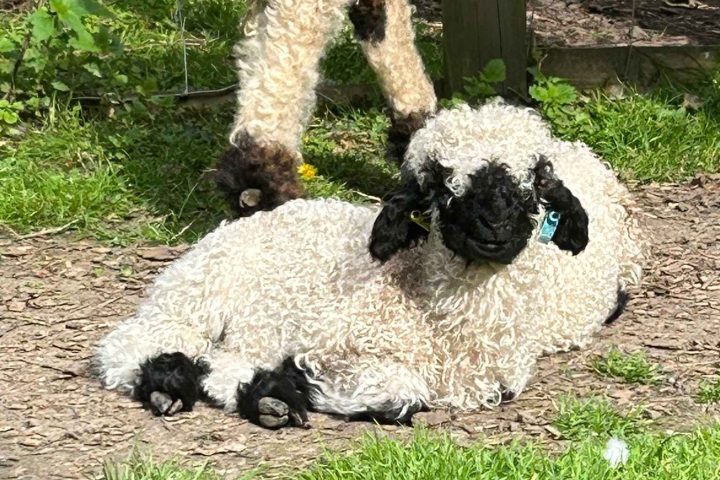 a group of sheep eating grass in a garden