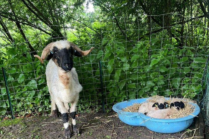 a couple of sheep standing on top of a tree