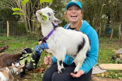 Pygmy goats
