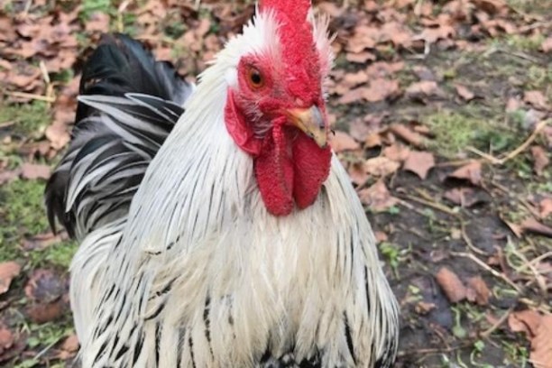 a bird that is standing in the grass