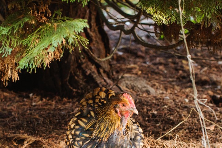 a bird sitting on top of a tree