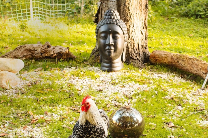 a bird sitting on top of a grass covered field