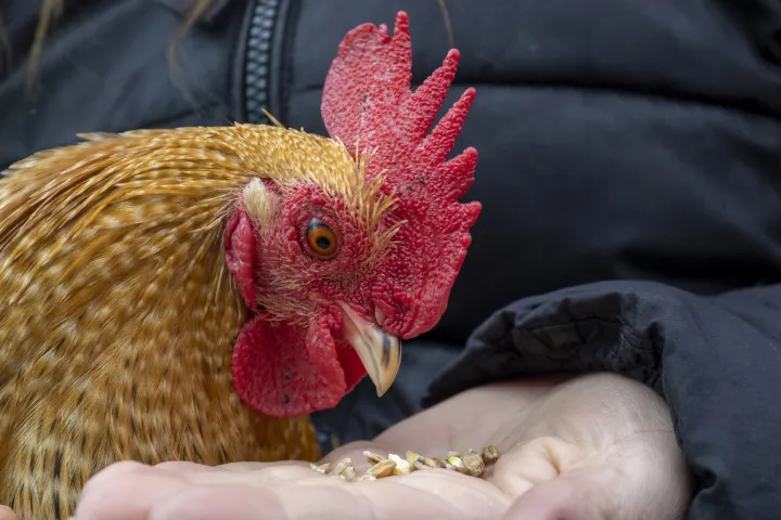 a close up of a stuffed animal