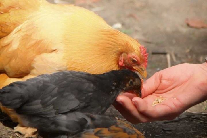 a bird sitting on top of a chicken