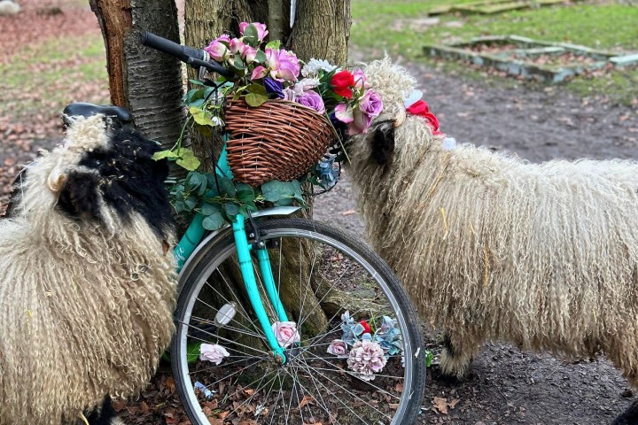a group of sheep standing next to a bicycle
