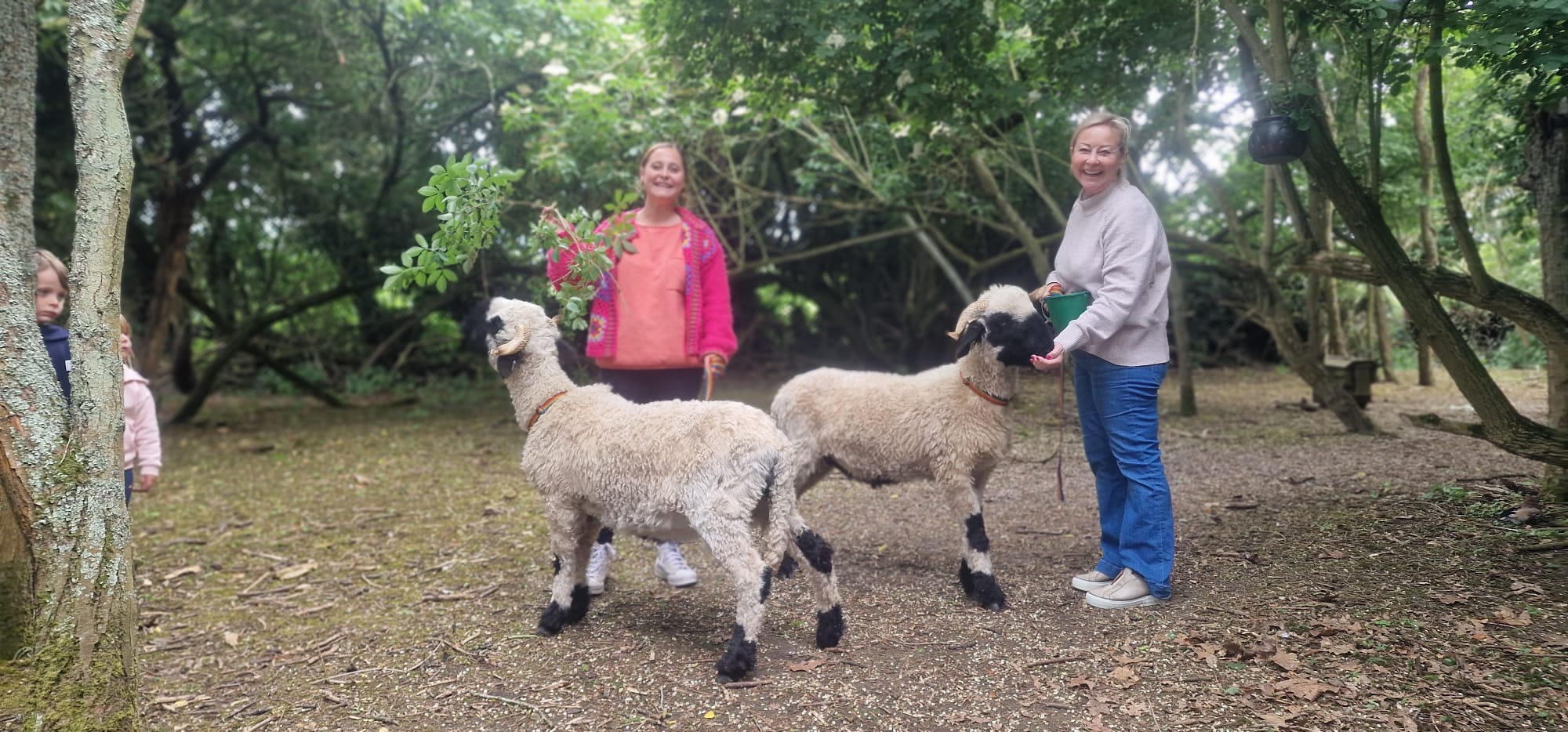 Valais Blacknose Sheep Walk | Huckleberry Woods