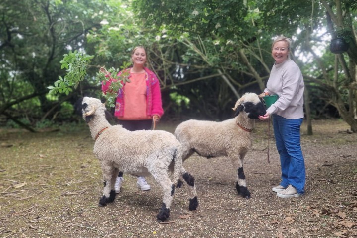 a small child is petting a sheep