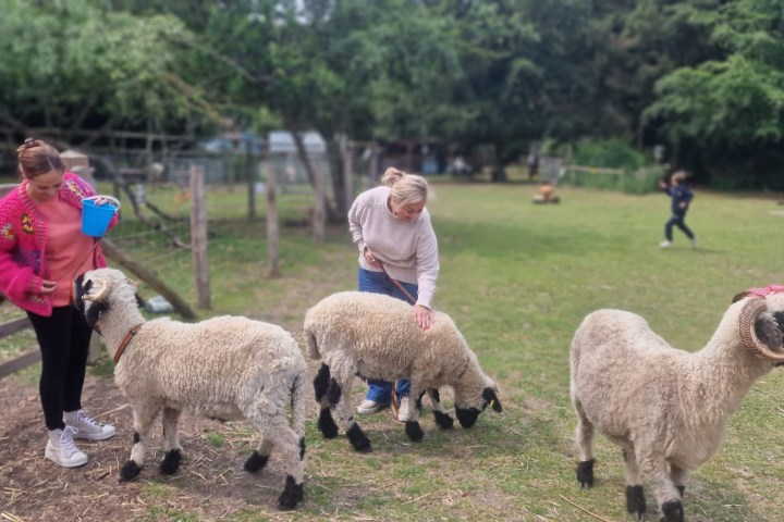 a herd of sheep standing on top of a grass covered field