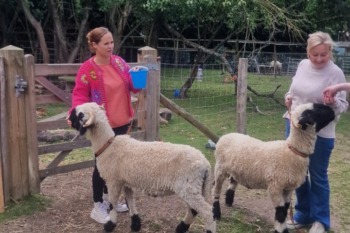 a group of sheep standing on top of a grass covered field