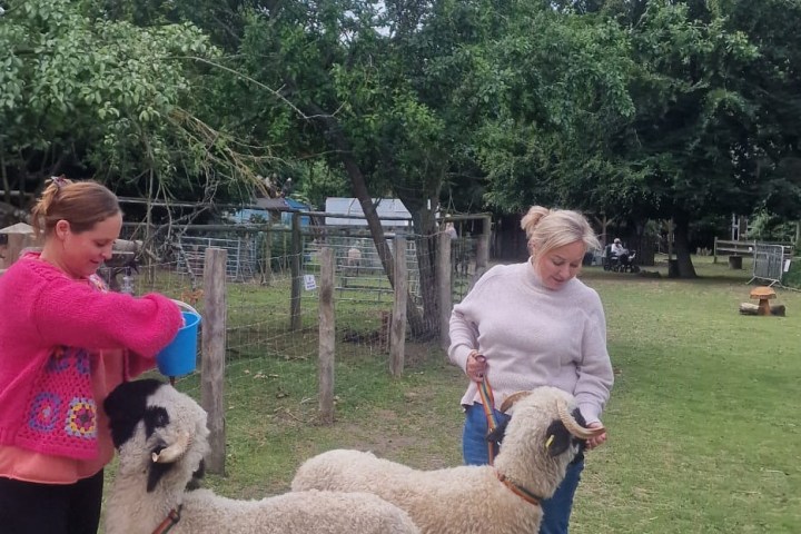 a group of sheep standing next to a person