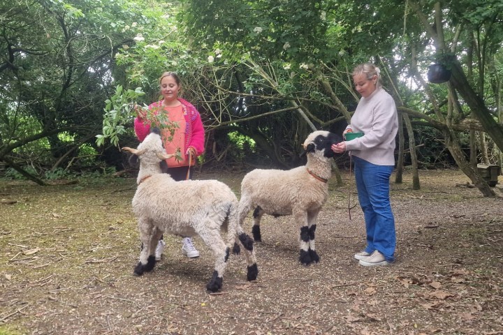 a group of people standing next to a sheep