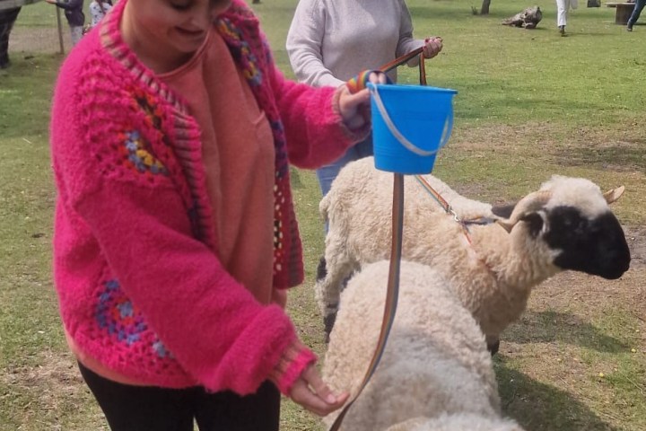 a person petting a dog on a leash