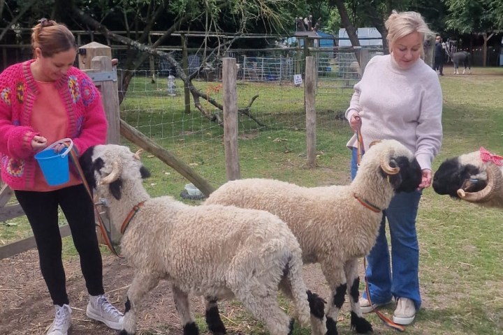 a sheep and a child standing in the grass