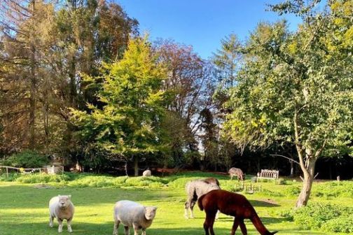 Sheep and an alpaca grazing on a grassy field with trees and a bench in the background.