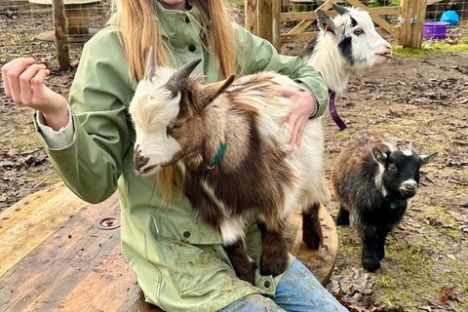 Person sitting on a wooden spool with three small goats, outdoors.