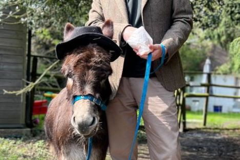 Man in jacket holding a leash beside a small horse wearing a hat.