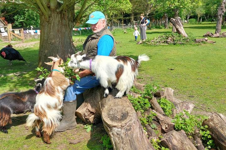 Man sitting on logs with three goats in a grassy area.