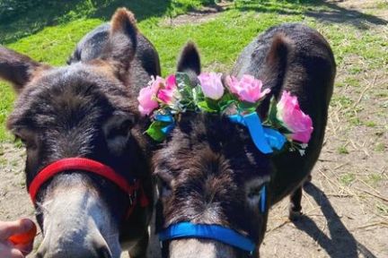 Two donkeys with colorful halters, one wearing a flower crown, stand in a sunny paddock.