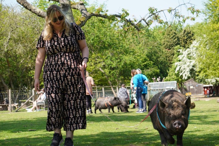 Woman with sunglasses and patterned dress beside pigs on a sunny farm.