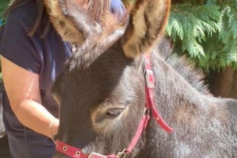 Person smiling next to a donkey with a red halter, standing outdoors.