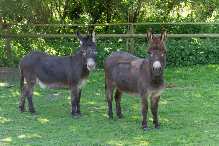 Two donkeys standing on grass with a wooden fence and trees in the background.