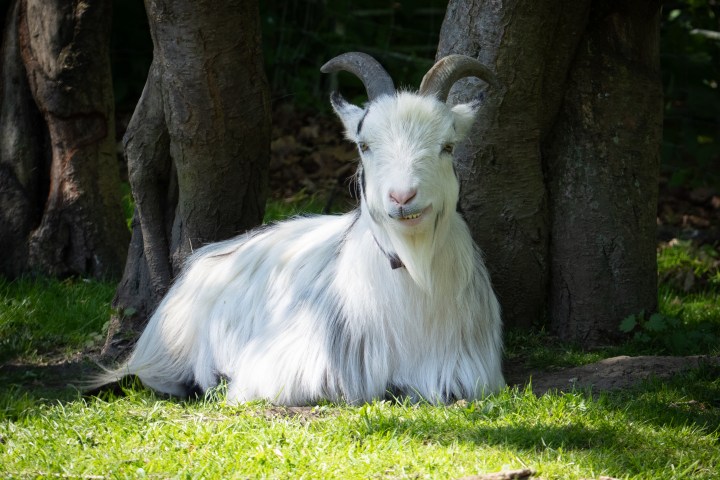 White goat with long hair sitting under a tree on grass.