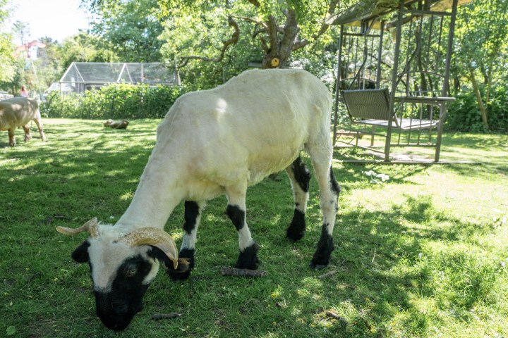 A sheep with black face and legs grazes on grass in a sunny garden with trees and a swing seat.
