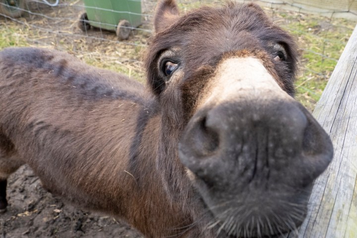 Close-up of a donkey's face and snout, with curious eyes near a wooden fence.