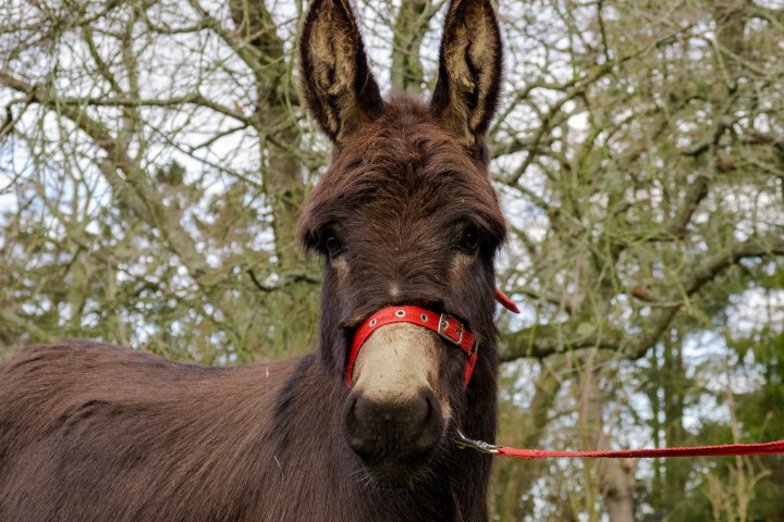 Brown donkey with red halter and lead in a tree-filled background.