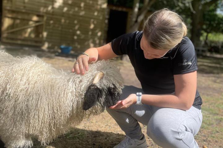 Person kneeling and petting a fluffy sheep outdoors near a wooden shed.