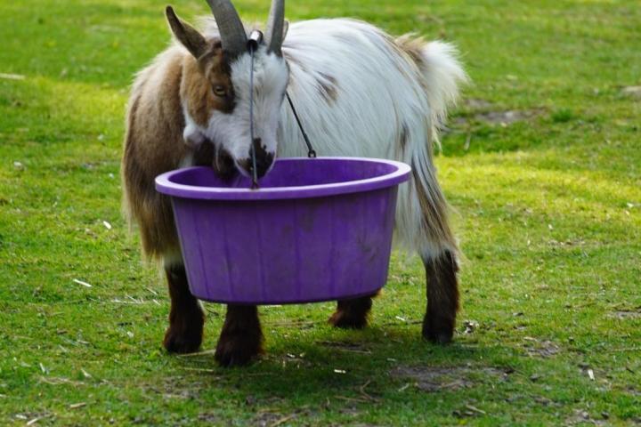 Goat with horns eating from a purple bucket on grass.