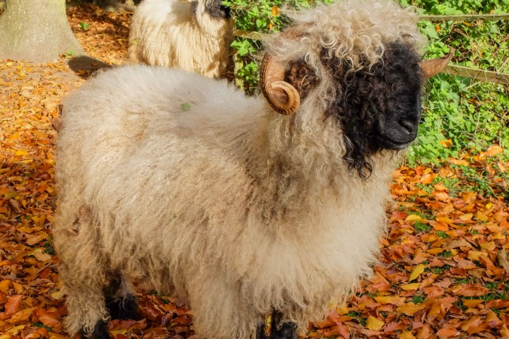Curly-haired sheep with black face and horns standing on fallen leaves in a forest.
