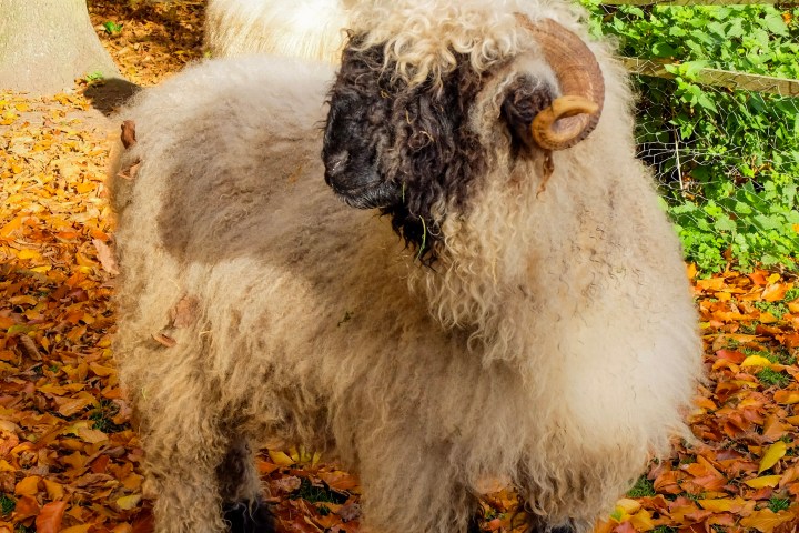 Fluffy white sheep with curly horns standing on autumn leaves in a wooded area.