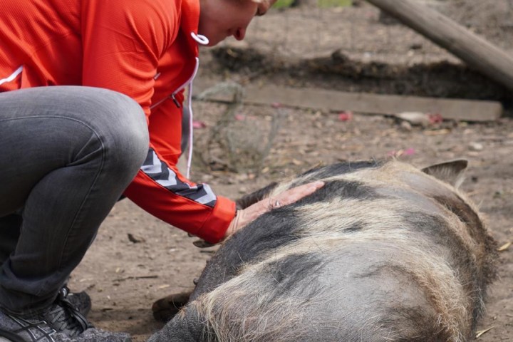 Person in red hoodie petting a large pig lying on the ground.