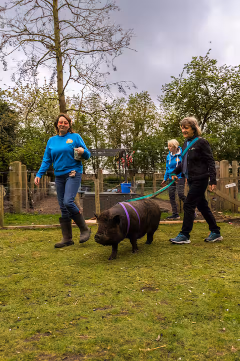 Two women walking a black pig on a leash in a grassy area.