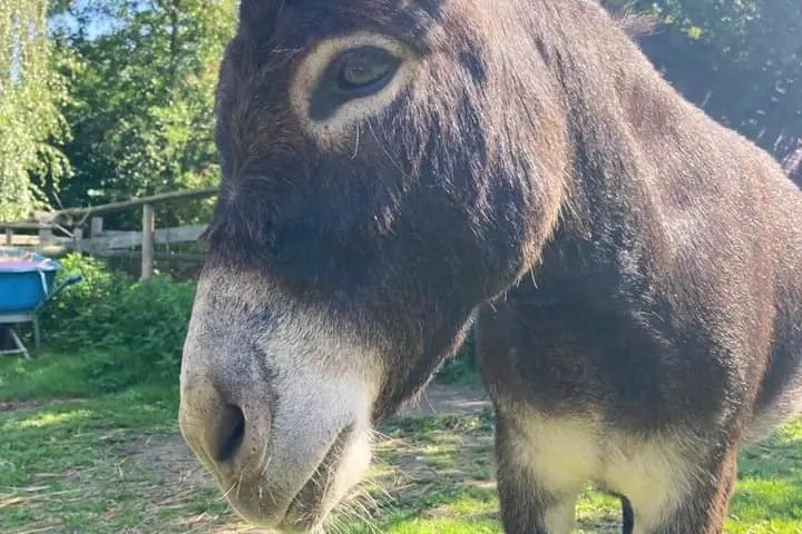 Donkey with pink flower crown standing in sunny grassy area.