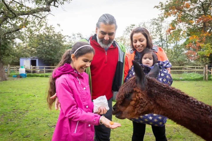 Family outdoors with girl feeding an alpaca in a grassy area.