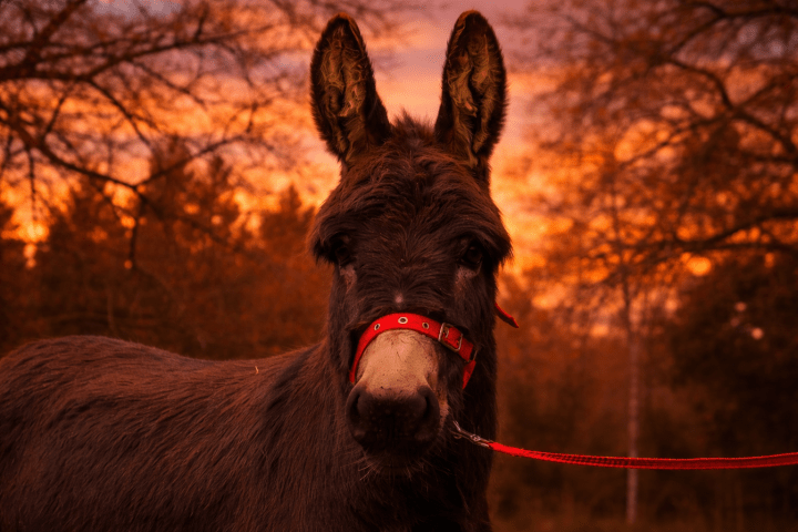 Donkey with red halter at sunset, trees in background.