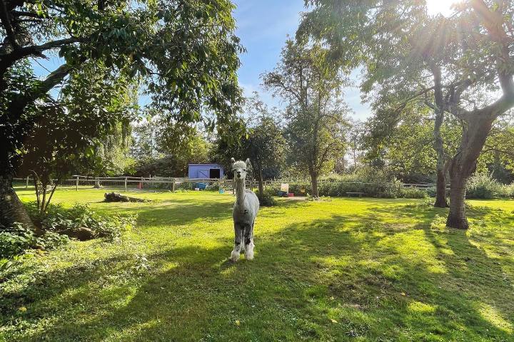 Llama in a sunny, grassy field surrounded by trees.