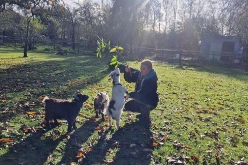 Person in garden playing with three goats on a sunny day.