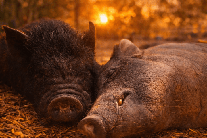 Two pigs lying close together on hay with a sunset background.