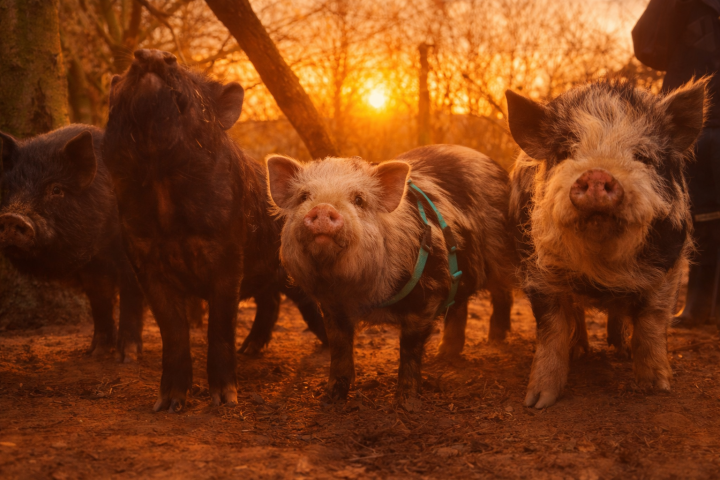Group of pigs standing in a forest at sunset, with warm lighting.