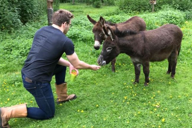 Person kneeling, feeding two donkeys on grassy field.