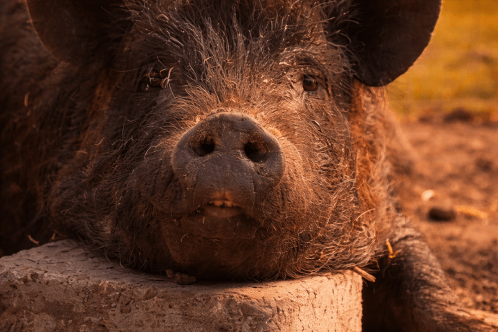 A pig resting its head on a gray block, with sunset in the background.