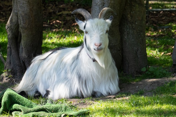 White goat with horns sitting on grass beside a green towel under trees.