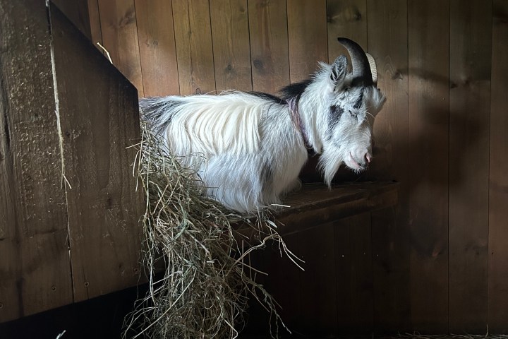 Goat standing in wooden pen with hay on wooden floor.