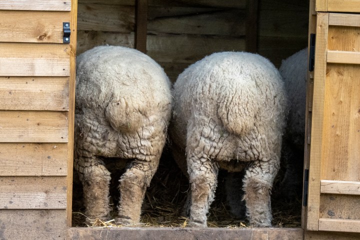 Two sheep rear ends in a wooden shed with open door.
