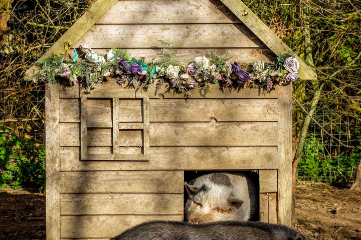 Two pigs resting in front of a wooden shed in a garden area.