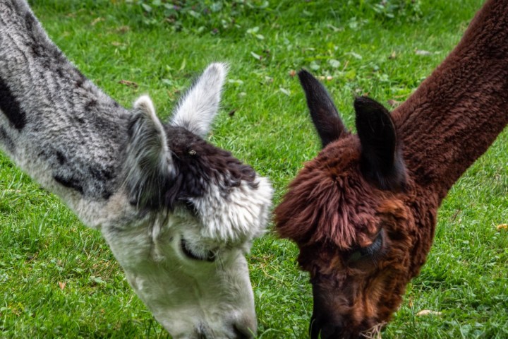 Two alpacas grazing on green grass.