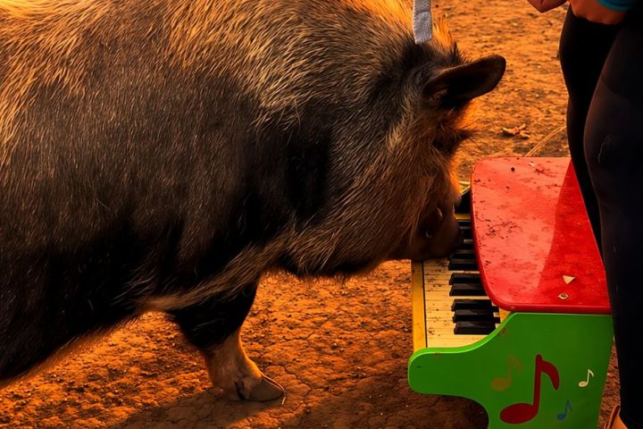 A pig playing a small piano with a person nearby on a dirt surface.